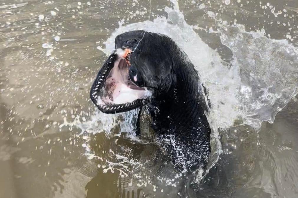 Peixe Extremamente Raro E Muito Assustador Descoberto No Texas Fotos