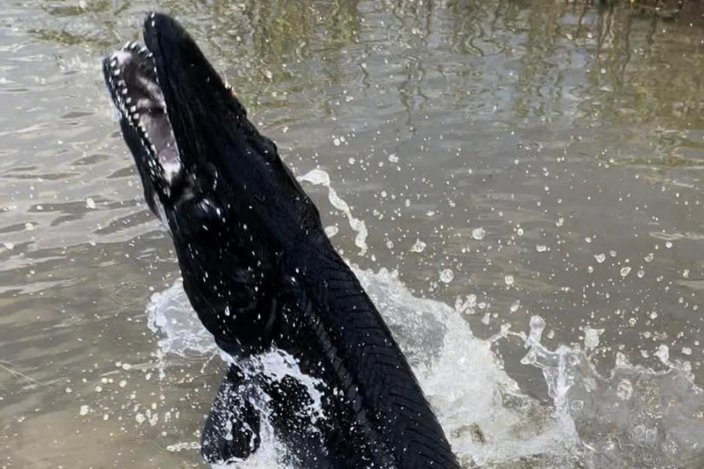 Peixe Extremamente Raro E Muito Assustador Descoberto No Texas Fotos