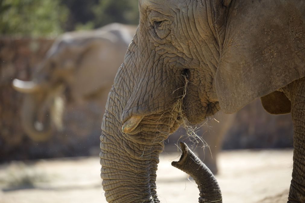 Animais de grande porte e pequenos vertebrados correm mais riscos de extinção