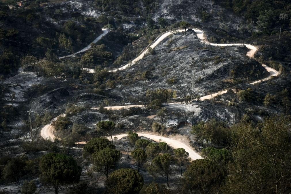 Fogos consumiram quase 44 mil hectares de floresta desde o início do ano