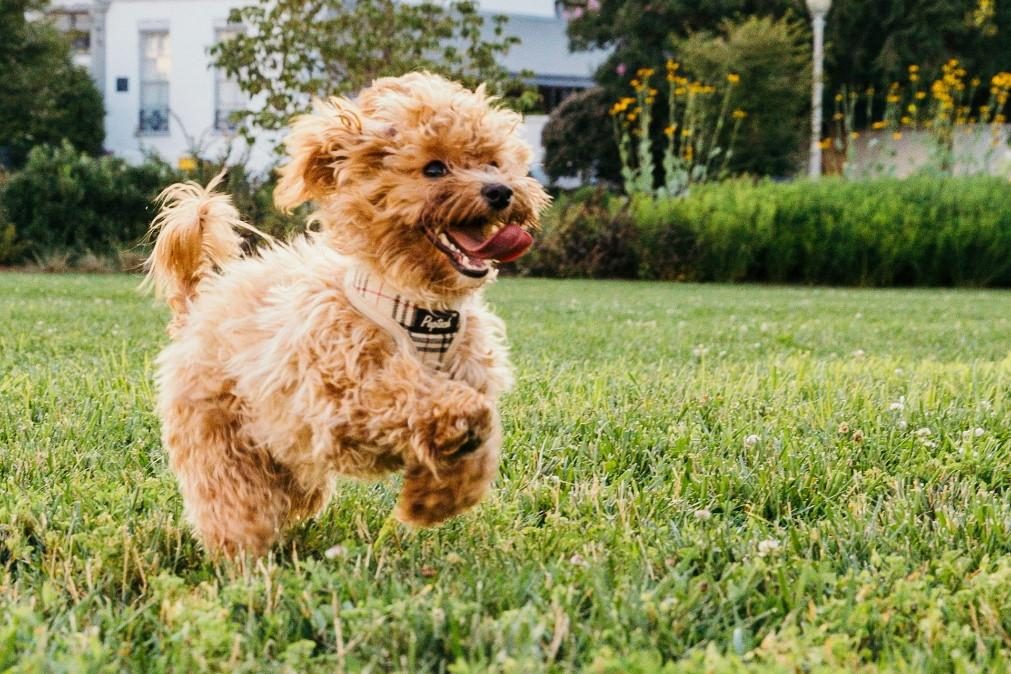 Por que choram os cães ao reencontrarem os donos?