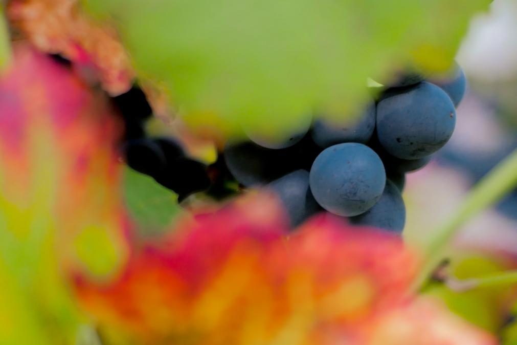 Cinco motivos para começar a comer uvas todos os dias