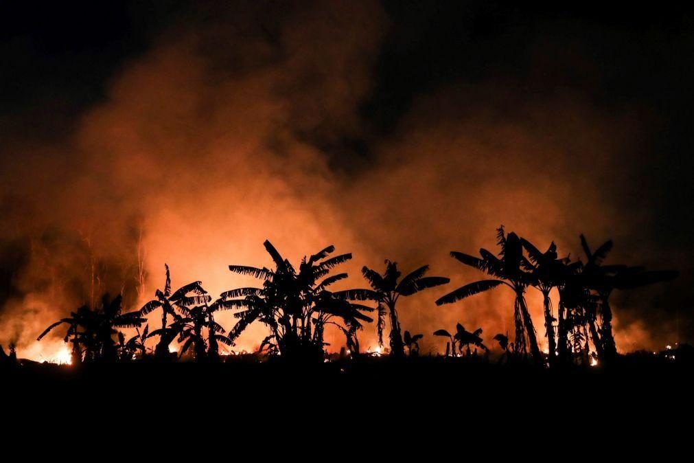 Desflorestação na Amazónia brasileira atinge número recorde