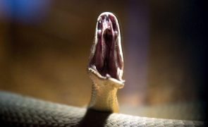 Cobras matam quase 9.000 pessoas por ano em Moçambique
