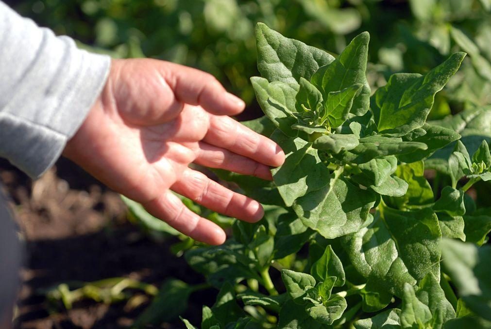 Ácido gordo ómega 3 vegetal também é benéfico para o coração