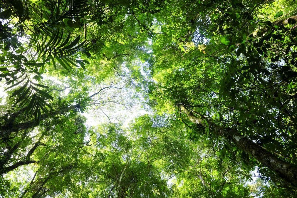 COP27: Brasil, Indonésia e RDCongo assinam parceria para preservação florestal