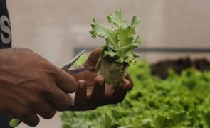 Cabo-verdiano inova com agricultura aeroponica, com menos 90% de água e de terra