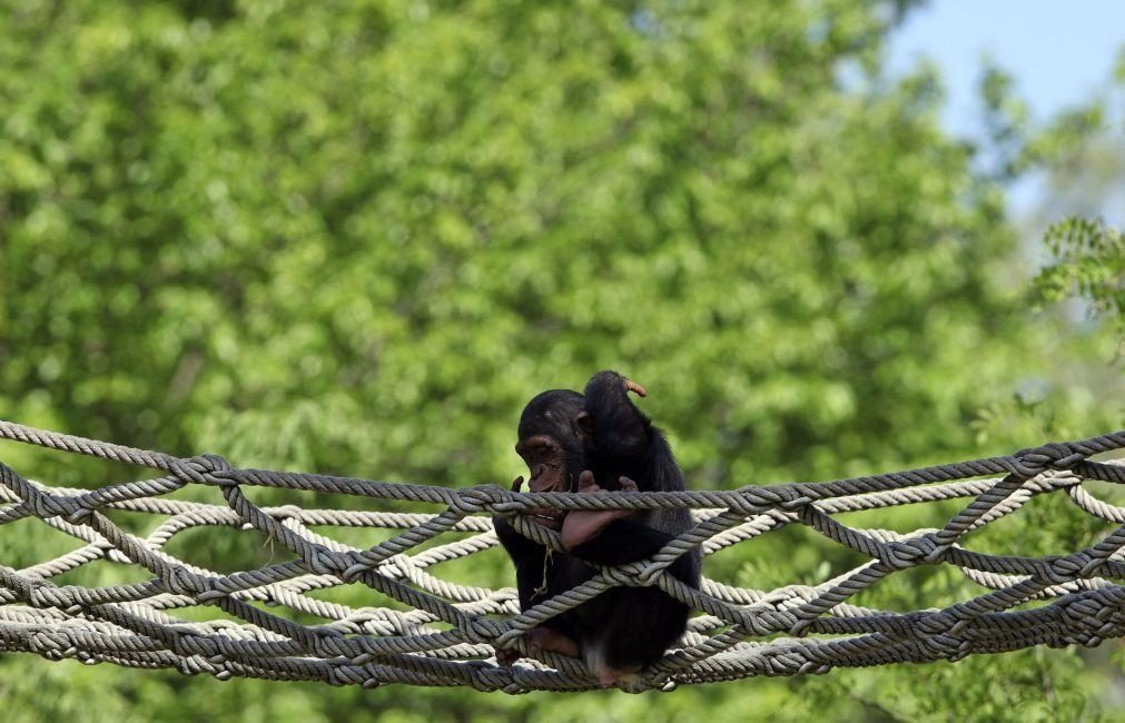 Chimpanzés adolescentes são menos impulsivos que humanos da mesma idade
