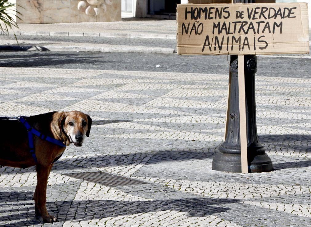 Lisboa recebe hoje manifestação pela criminalização dos maus-tratos a animais
