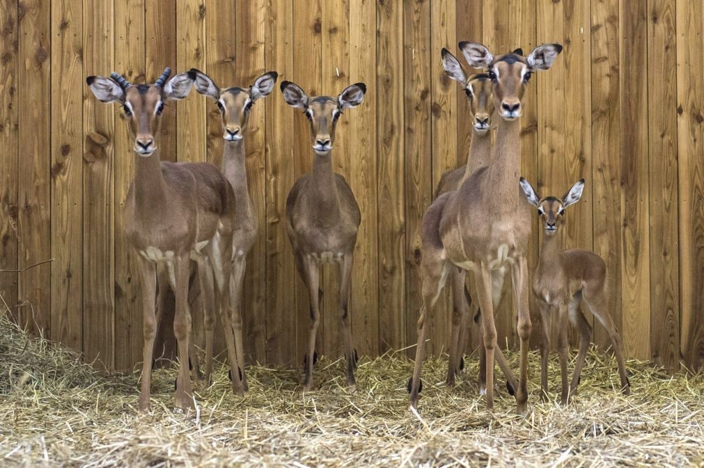 Áreas de conservação moçambicanas receberam mais de 3.100 animais