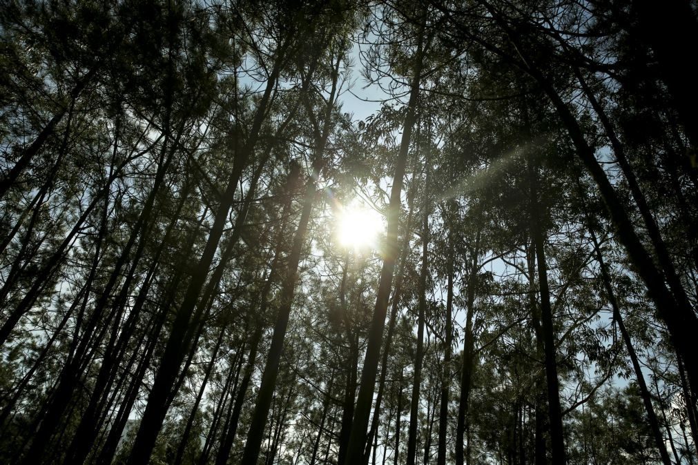 Parlamento retoma pacote florestal na próxima semana