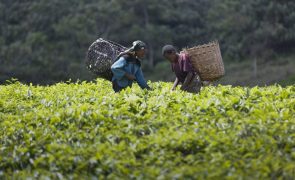 Parceiros do desenvolvimento garantem 30 mil milhões para a agricultura em África