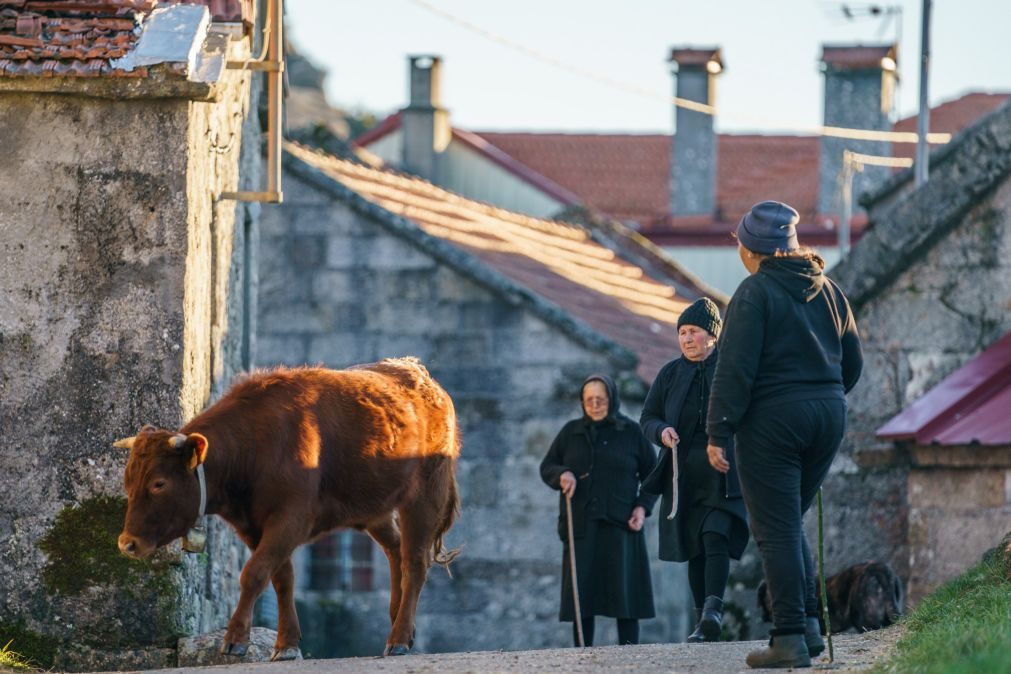 Leonor e a mãe são as últimas castrejas a cumprir as mudas do gado em Melgaço