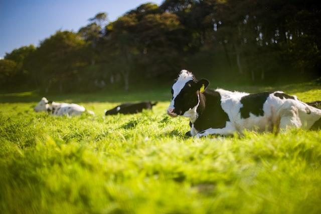 Nova Zelândia vai cobrar imposto de carbono sobre gases de gado