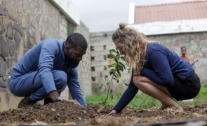 Ativista quer ver Praia uma cidade mais verde com 600 árvores frutíferas por ano