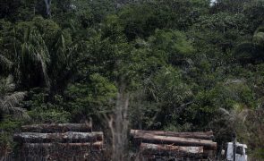 Desflorestação na Amazónia brasileira disparou 61,8% em fevereiro