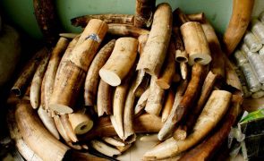 Apreendidas no Vietname sete toneladas de marfim oriundo de elefantes em Angola
