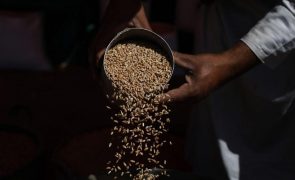 Ucrânia: Kiev propôs a Varsóvia limitar exportação de cereais devido ao conflito na Polónia