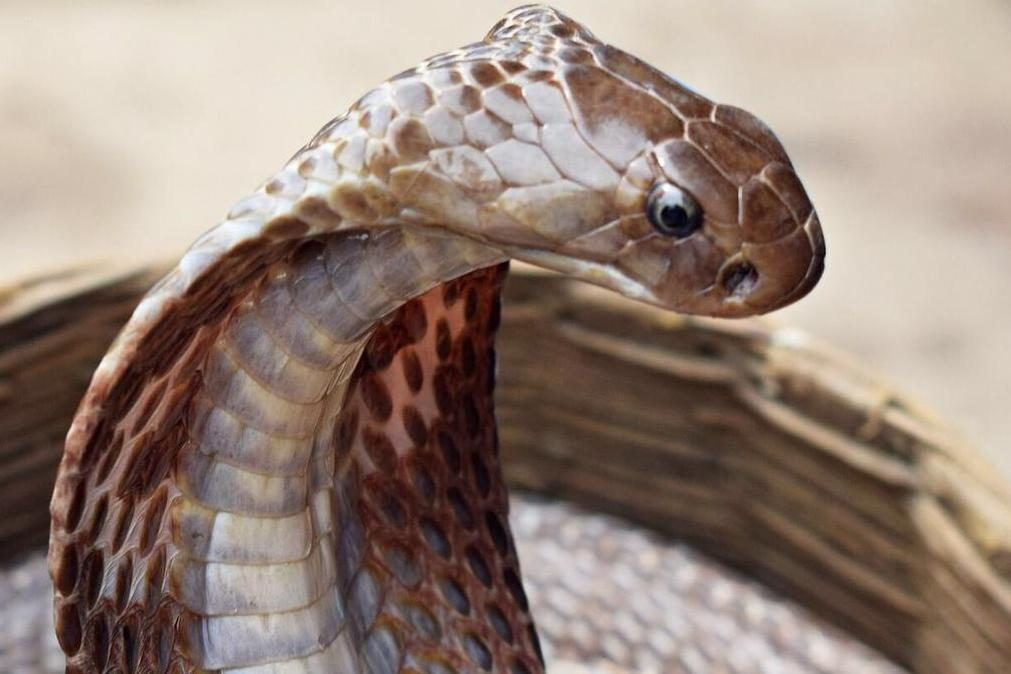 Piloto viaja com cobra venenosa nas costas até aterrar na África do Sul