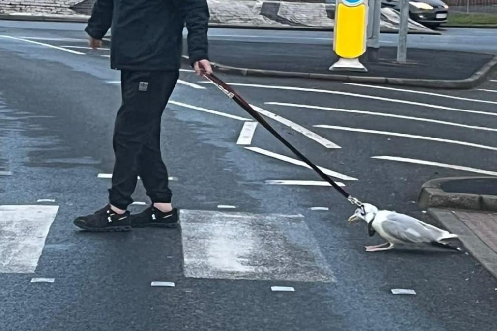 Homem a passear gaivota com trela gera indignação