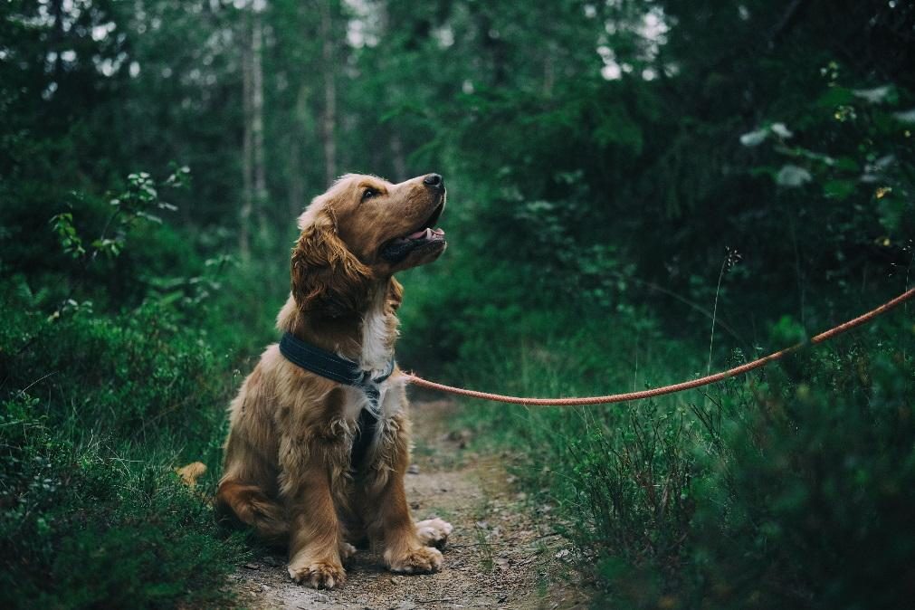 Adolescentes de 15 anos matam homem que estava a passear o cão