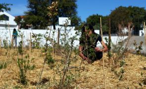 Escola pioneira com floresta Miyawaki em Évora ganha 
