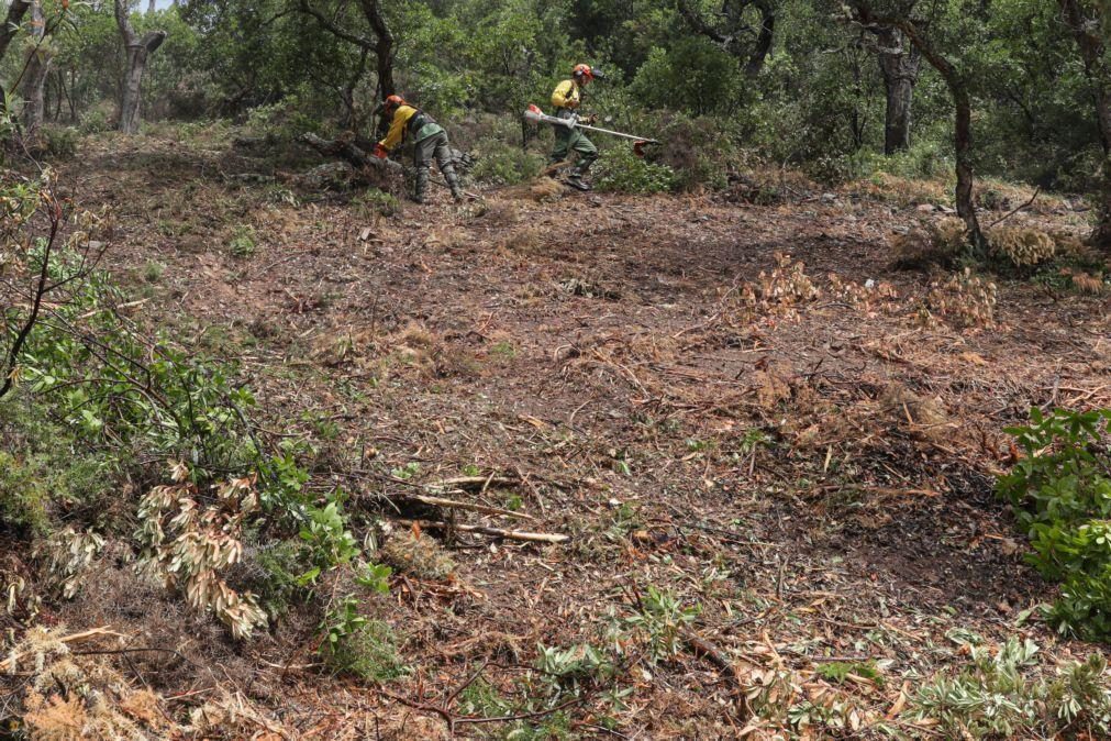 Prazo para limpar terrenos termina hoje e proprietários em incumprimento arriscam coimas