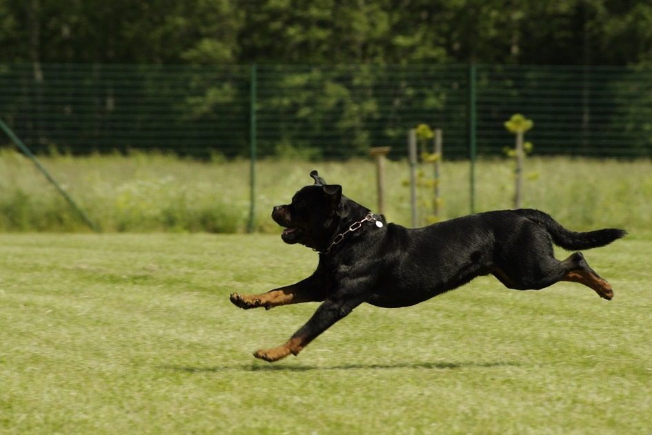 Mulher é atacada por rottweiler em Setúbal