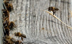 Apicultores do Alentejo estimam quebras na produção de mel e lamentam falta de apoios