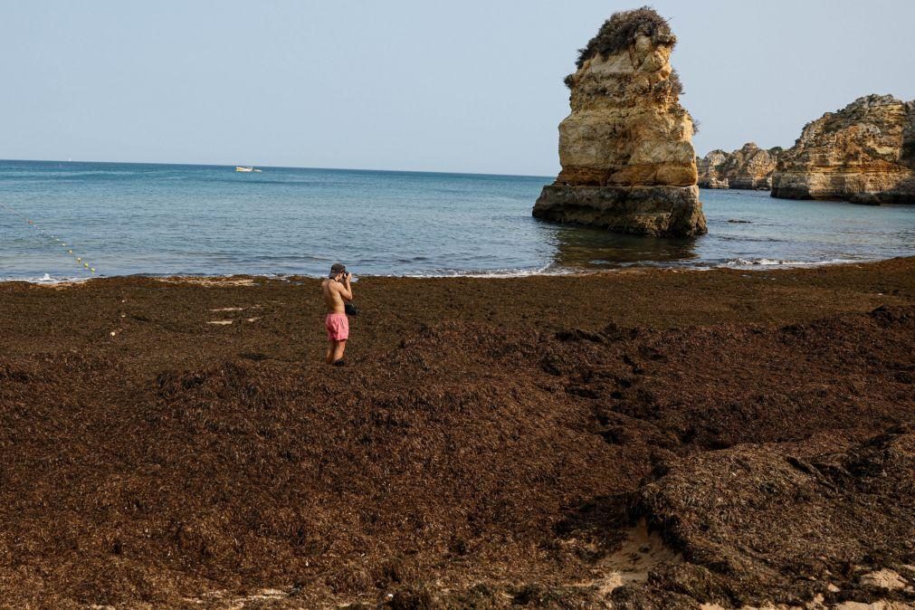 Alga asiática invade praias do Algarve e traz preocupações ao turismo