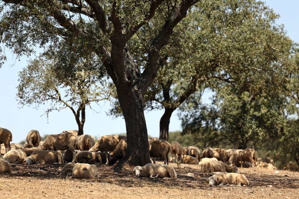 Vender animais ou perder tudo, o dilema do Alentejo de sequeiro