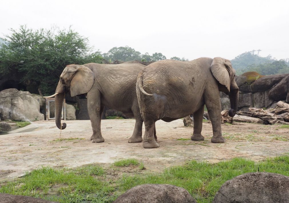 Dois turistas europeus morrem em safari na Zâmbia