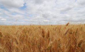 Portugal com pior campanha de sempre nos cereais em 2022 devido à seca e calor