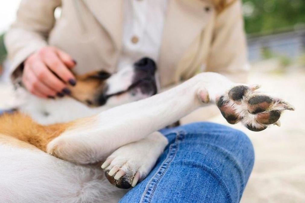 Por que é que os cães se encostam a nós?