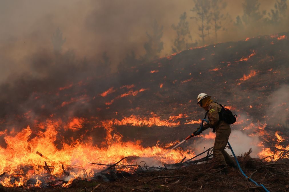 Mais de 90 operacionais combatem fogo em zona de eucaliptos em Loures