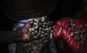 Governo guineense anuncia medidas para ajudar camponeses a escoar castanha de caju