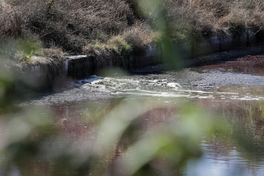 Recuperação da biodiversidade dos rios europeus estagnou há mais de uma década