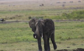 Falta de água obriga elefantes a migrar do Zimbabué para o Botsuana