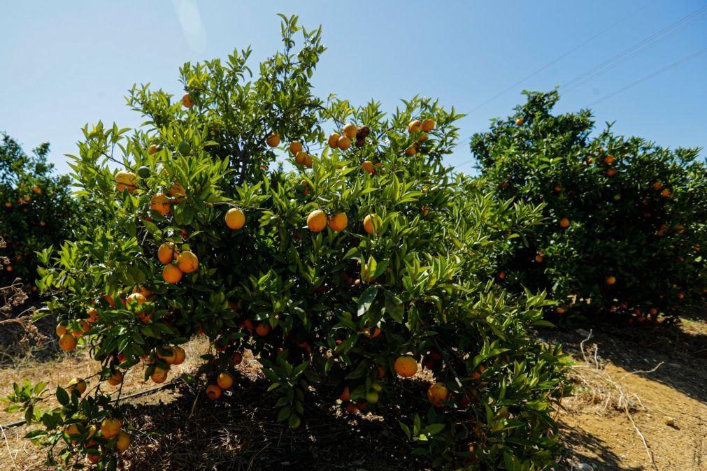 Portugal com maior subida dos preços de produtos agrícolas no 2.º trimestre na UE