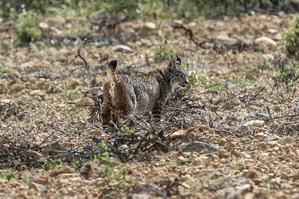 Lince ibérico consolida presença em Castelo Branco após 30 anos de ausência