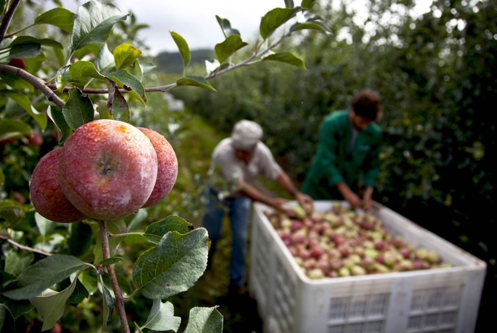 Produtores agrícolas portugueses são os mais velhos da União Europeia