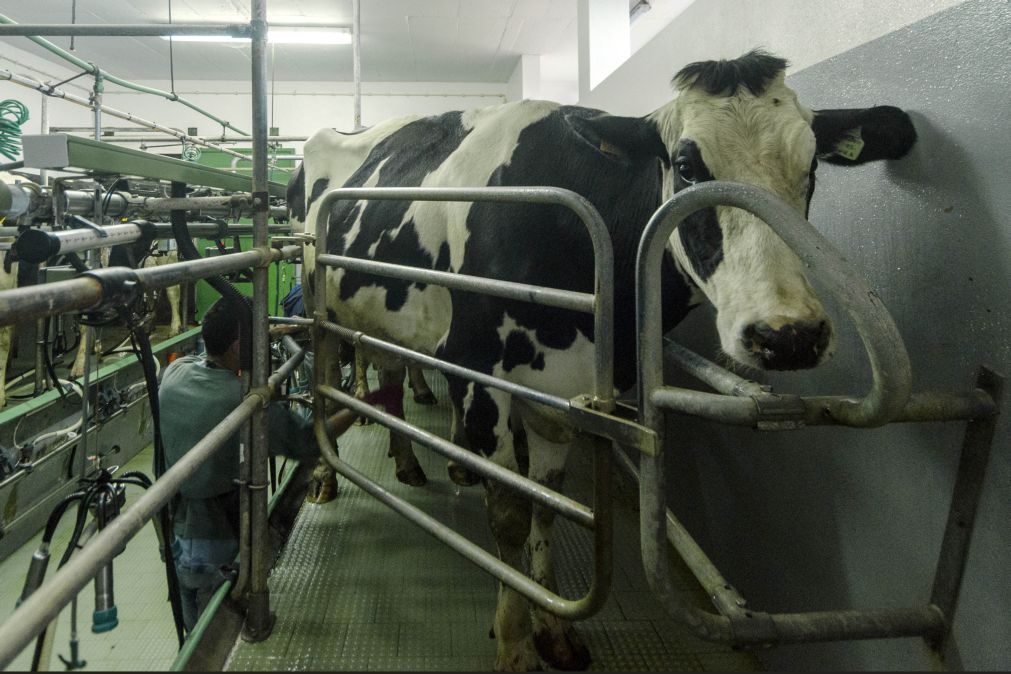 Incêndio em vacaria da Póvoa de Varzim matou 500 vacas