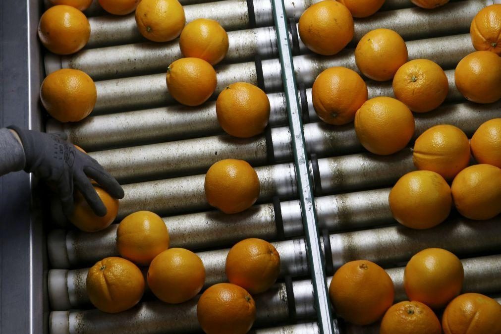 Laranja do Algarve volta às lojas após quebra de produção no verão