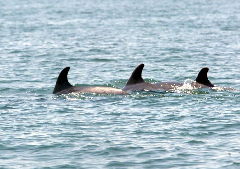 Setúbal tem seis novas crias de golfinhos roazes-corvineiros no estuário do Sado