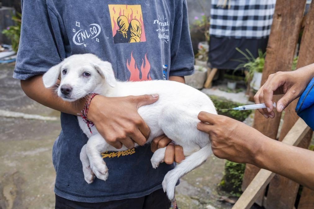 Austrália dá 200.000 doses de vacina contra a raiva animal a Timor-Leste