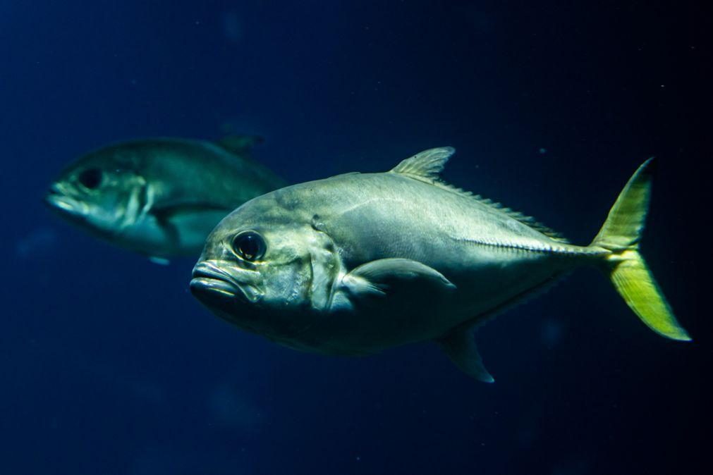 Oceanos batem recorde de temperatura pelo 5.º ano consecutivo