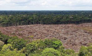 Desflorestação na Amazónia brasileira caiu 60% em janeiro