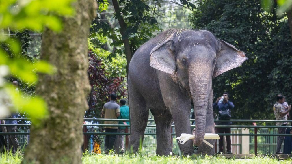 Bangladesh proíbe a domesticação de elefantes selvagens e maus-tratos