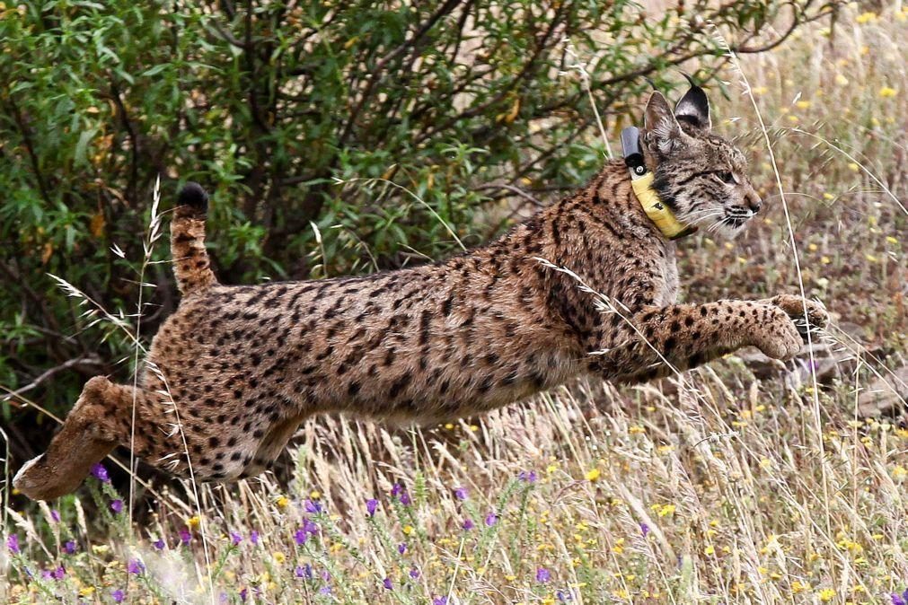 Conservação da Natureza desenvolve tecnologia para reduzir atropelamento de linces