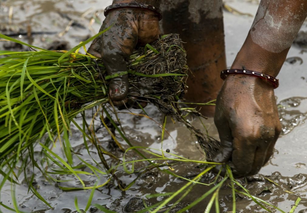 Banco Africano de Desenvolvimento financia projeto de produção de arroz na Guiné-Bissau